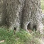 Finstad's Oak Haven Campground