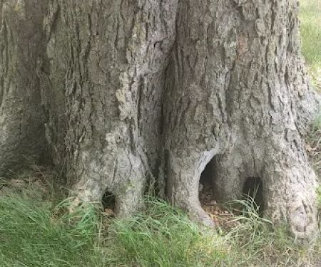 Finstad's Oak Haven Campground