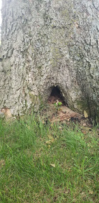 Finstad's Oak Haven Campground Picture 3