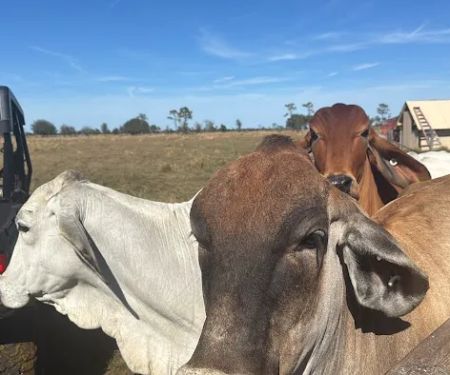 NBU RANCH