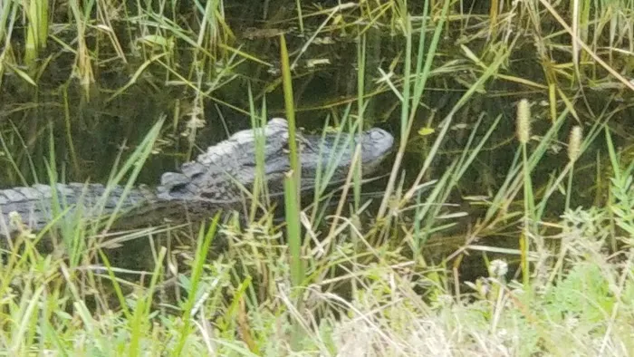 Fort Drum Marsh Conservation Area Group Camping Picture 1
