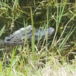 Fort Drum Marsh Conservation Area Group Camping