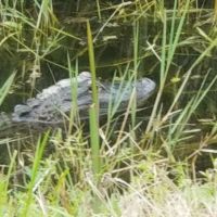 Fort Drum Marsh Conservation Area Group Camping ico