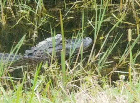 Fort Drum Marsh Conservation Area Group Camping