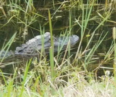 Fort Drum Marsh Conservation Area Group Camping