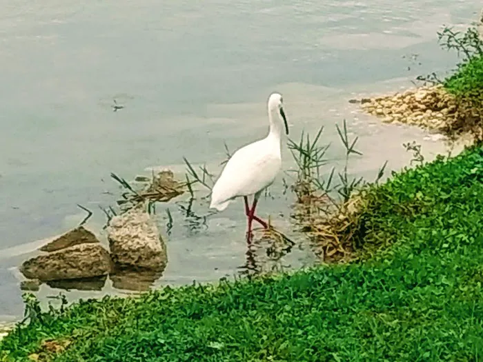 Palmetto Palms RV Resort Picture 5