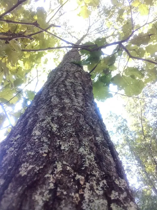 Spot on Top Campgrounds Picture 5