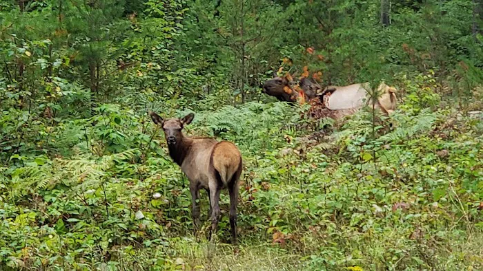 Day Lake Campground Picture 4