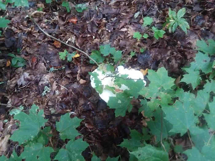 Namekagon Campground Picture 7