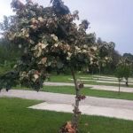 Saldivar Mobile Home Park