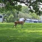 Shady Brook Camping & RV Adventures, LLC