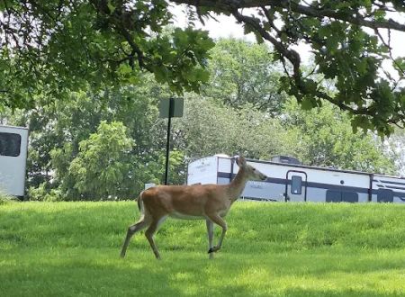 Shady Brook Camping & RV Adventures, LLC