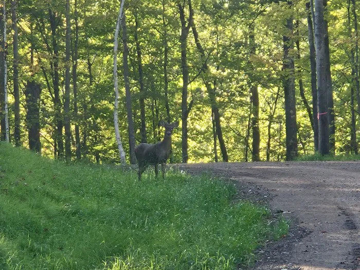Coming Spring 2025 - Nature Calls RV Resort and Campground Picture 8