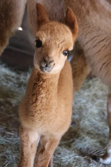 Wagon Master RV Park & Alpaca Farm Picture 10