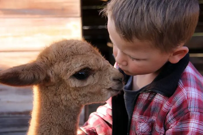 Wagon Master RV Park & Alpaca Farm Picture 6