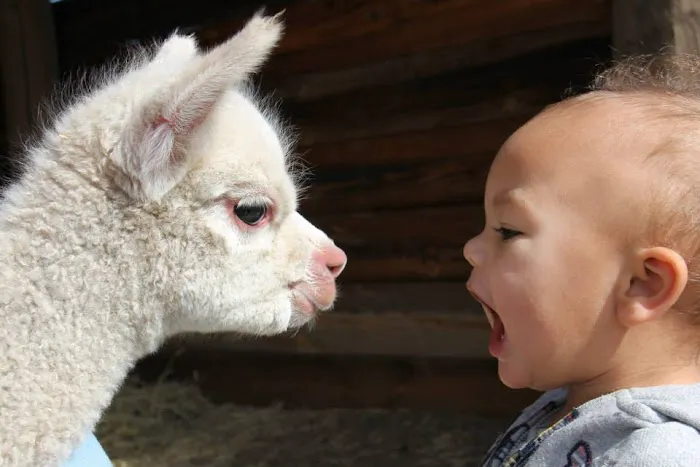 Wagon Master RV Park & Alpaca Farm Picture 4
