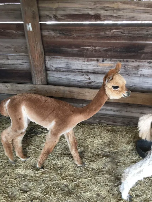 Wagon Master RV Park & Alpaca Farm Picture 7