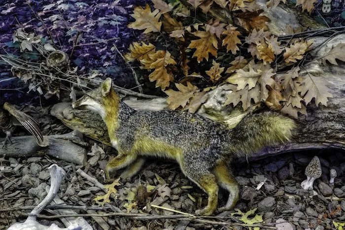 Webster County Conservation Picture 8