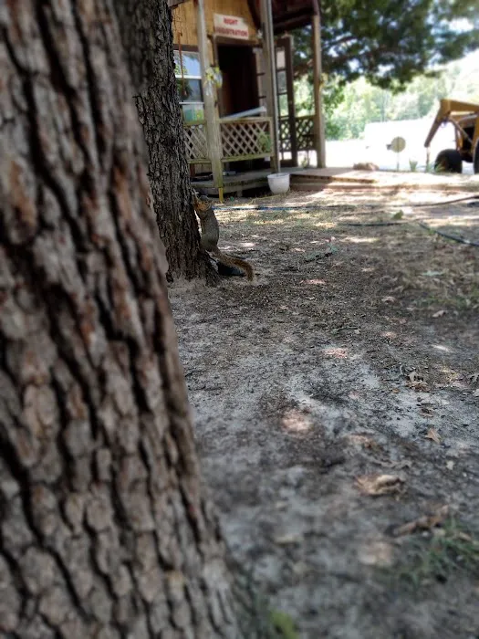 Willow Branch RV Park Picture 1