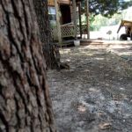 Willow Branch RV Park