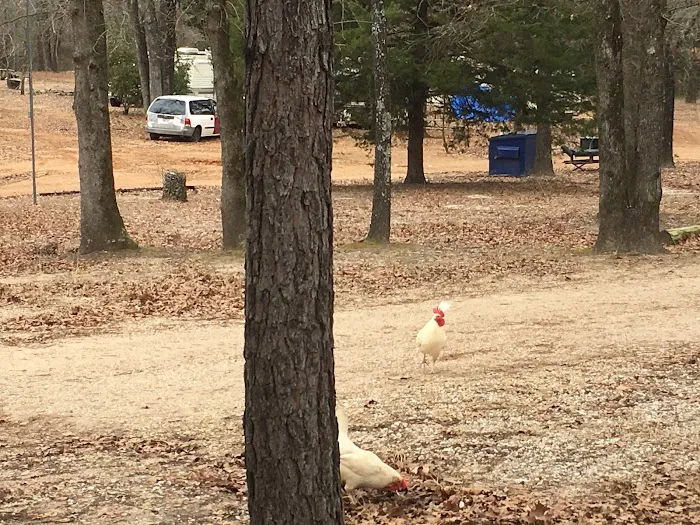 Willow Branch RV Park Picture 7