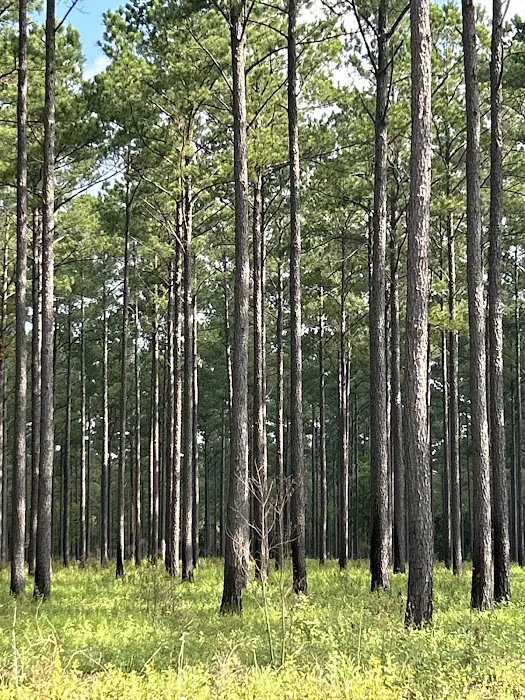 Cedar Grove Campground Picture 7