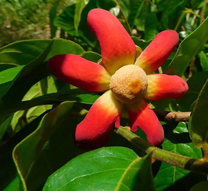 Punta Gorda Botanical Retreat & Nursery Picture 4