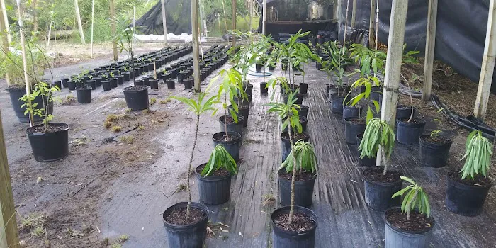 Punta Gorda Botanical Retreat & Nursery Picture 10