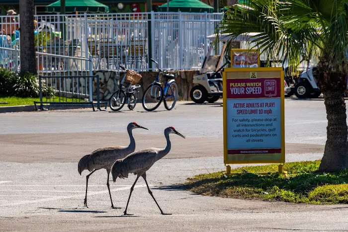 Okeechobee KOA Resort Picture 7