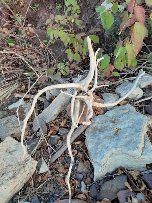 Washburn Ranger District Picture 8