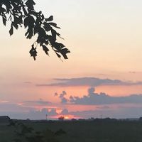 The Elms ico
