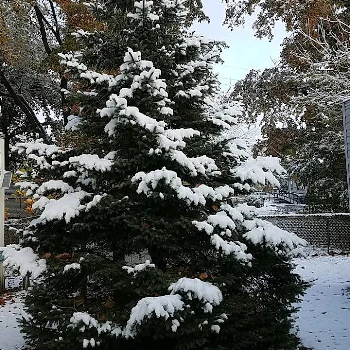 Ridge Village Mobile Home Park Picture 1