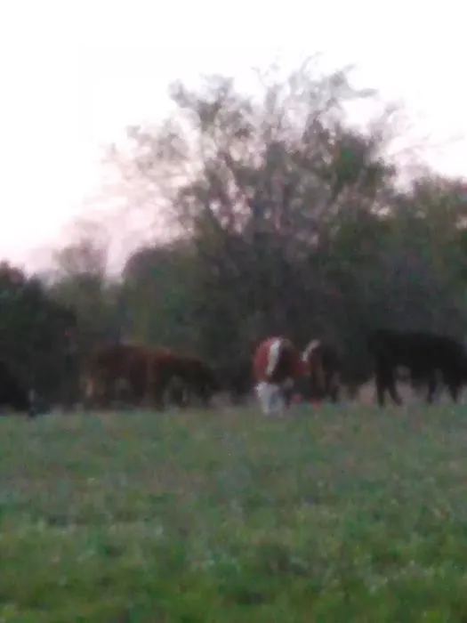 Lone Star RV Ranch Picture 6
