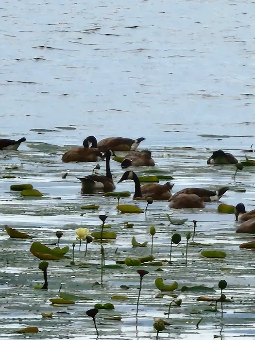 COE Lake Seminole Picture 5