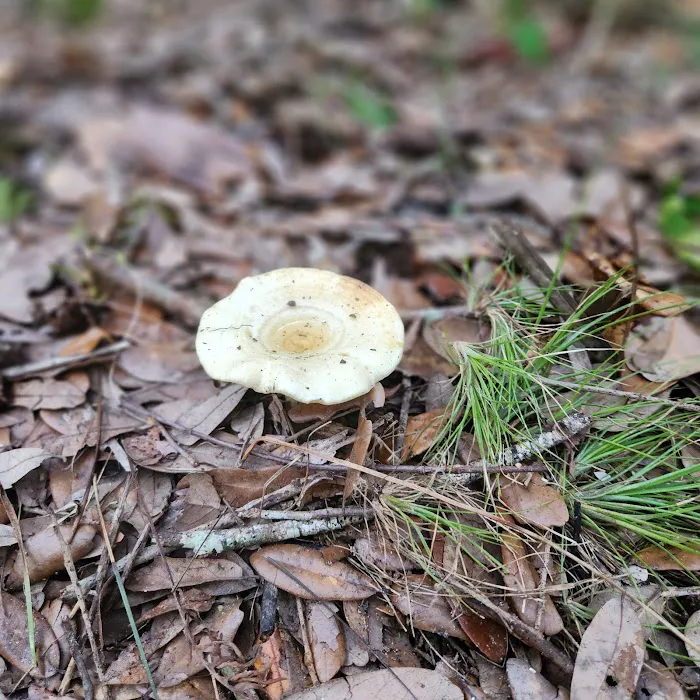 Caloosahatchee Regional Park Campground Picture 4