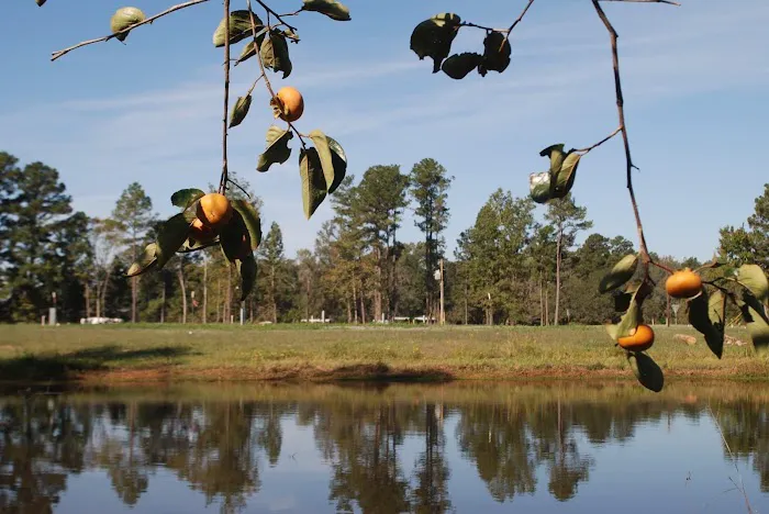 Piney Woods Village RV Park Picture 2