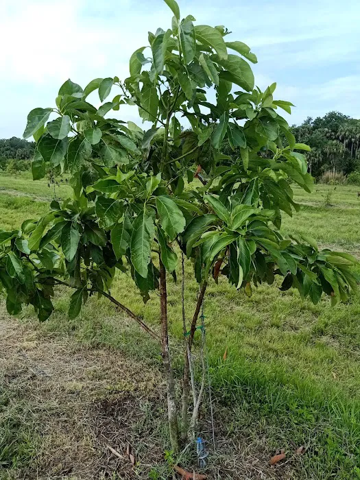 Florida Tropical Fruits Forest Farmstay & Glamping Picture 5
