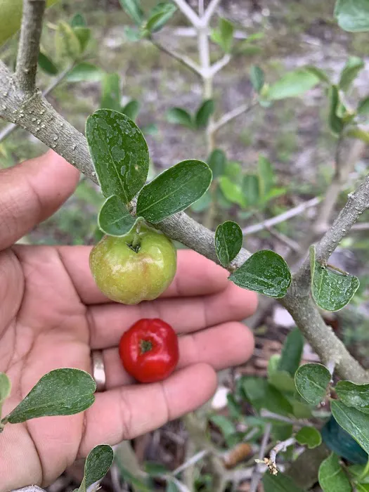 Florida Tropical Fruits Forest Farmstay & Glamping Picture 4