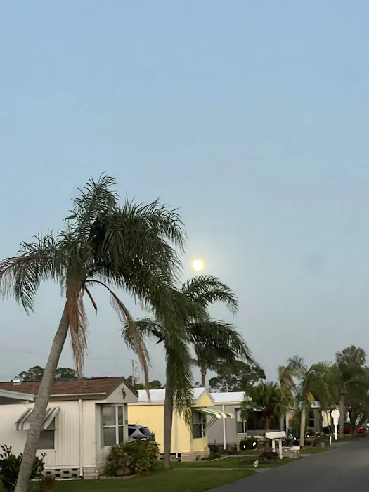 Tropical Palms Picture 7