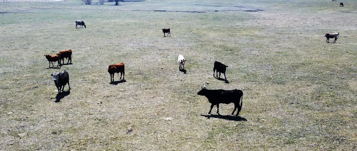 Longhorn Co Picture 2