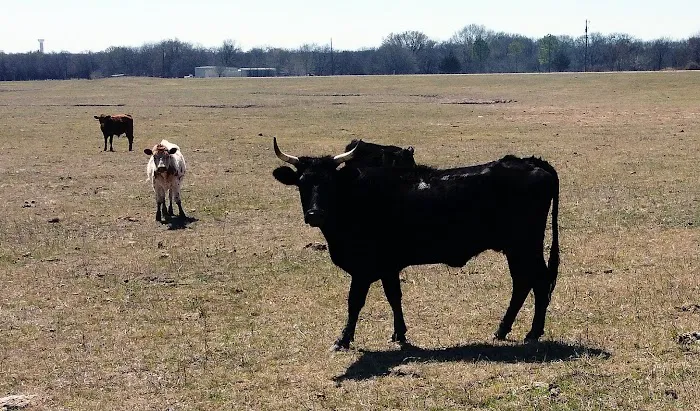 Longhorn Co Picture 1