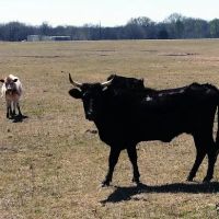 Longhorn Co ico