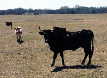 Longhorn Co