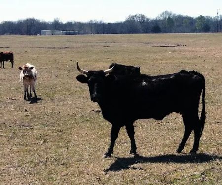 Longhorn Co