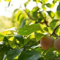 Stone Creek Farm ico