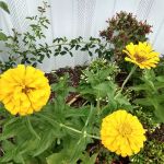 Timberstone Mobile Home Park