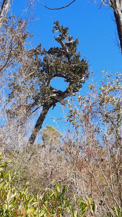 Bluff Rock Picture 4