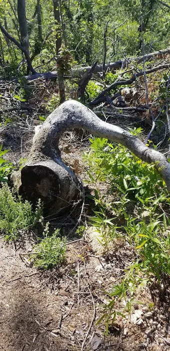Bluff Rock Picture 10