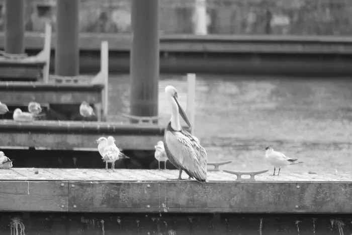 Pahokee City Park Picture 8