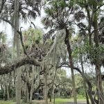 Hammock Campground